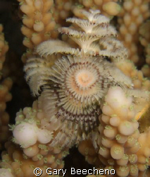 Christmas Tree Worm by Gary Beecheno 